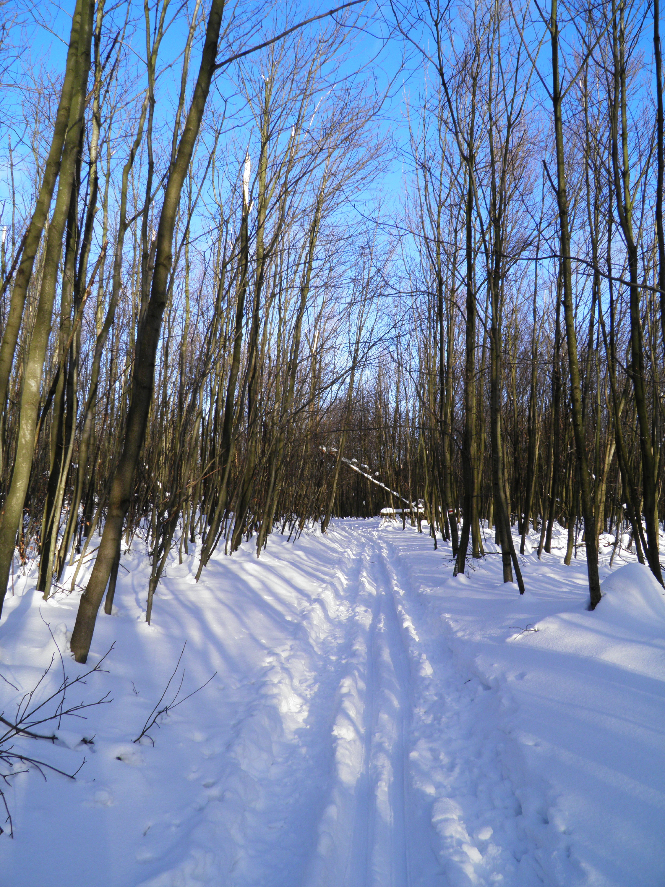 Za Malým Javorníkom v MK asi 1 km, 8.II.2015, asi 550 m n.m., 37 cm snehu