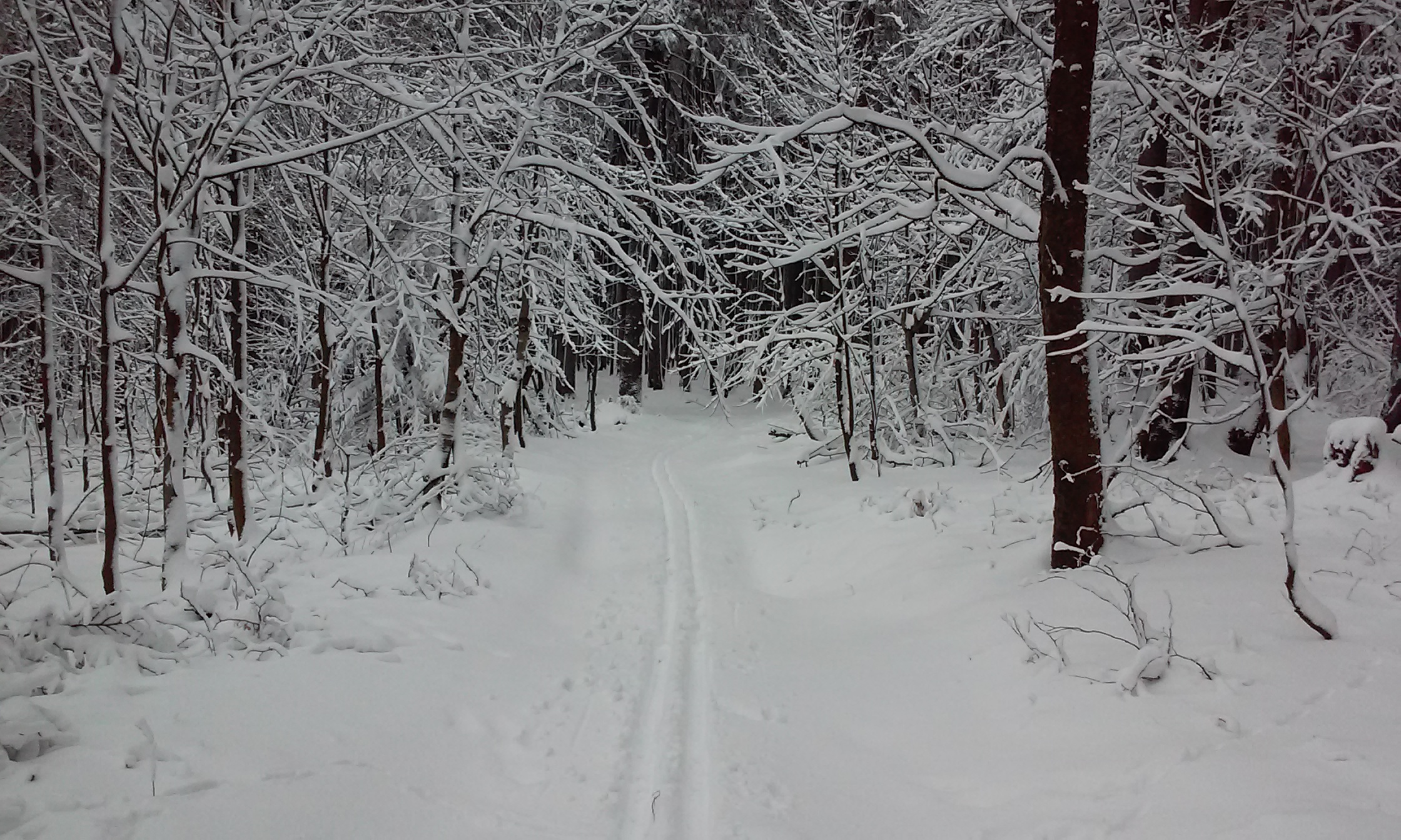Na hrebeni Veľkej Javoriny v Bielych Karpatoch, 30 cm snehu, 12.II.2016