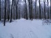V Malých Karpatoch, nad Račou, 2.II.2014, 400 m n.m., 5 +2 cm snehu