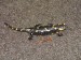 Salamandra škvrnitá 16.III.2014 na hrebeni Malých Karpát nad Račou - dosť zavčasu