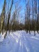 Za Malým Javorníkom v MK asi 1 km, 8.II.2015, asi 550 m n.m., 37 cm snehu