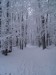 Na hrebeni MK, 29.I.2017, pri M. Javorníku, 550 m n.m., 20 cm snehu